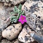 Portulaca pilosa Flower