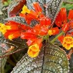 Chrysothemis pulchella Flower