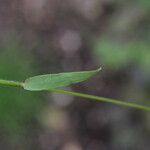 Carex leporina 葉