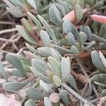 Atriplex portulacoides ഇല