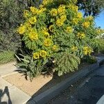 Cassia leptophylla 花