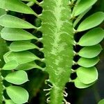 Euphorbia trigona Fulla