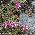 Saxifraga biflora 整株植物