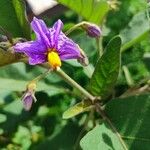 Solanum incanum Fleur