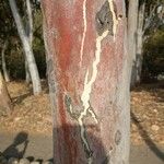 Eucalyptus camaldulensis Rinde