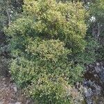 Phillyrea latifolia Облик