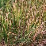 Eleocharis dulcis Лист