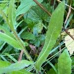 Centaurea uniflora Foglia