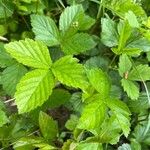 Rubus hispidus Yaprak