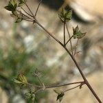 Thalictrum foetidum Fruit