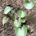 Adiantum reniforme Foglia