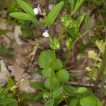 Vicia bithynica Φύλλο