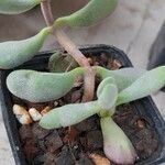 Crassula rogersii Hoja