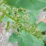 Amaranthus polygonoides Fleur