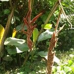 Heliconia vellerigera Flor
