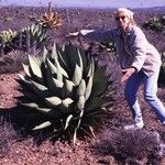 Agave shawii 整株植物