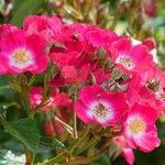 Rosa pendulina Συνήθη χαρακτηριστικά