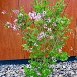 Syringa pubescens Habitat