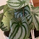 Peperomia argyreia