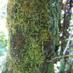 Cyathea glauca Bark