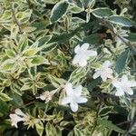 Abelia triflora Fiore
