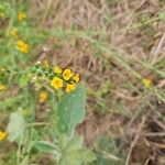 Amsinckia menziesii Flower