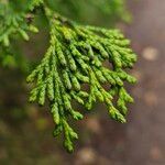 Chamaecyparis lawsoniana List