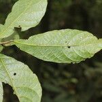 Sloanea brenesii Leaf