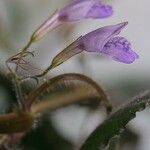 Hygrophila corymbosa Flower