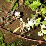 Mimosa pudicaFlors