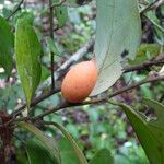 Diospyros tricolor Fruit