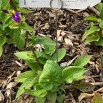 Campanula glomerata Hoja