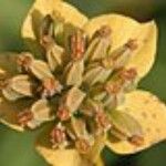 Bupleurum longifolium Fleur