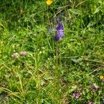 Phyteuma betonicifolium Flor