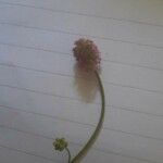 Sanguisorba minorCvet