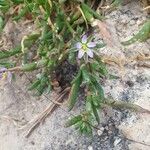 Spergula marinaFlower