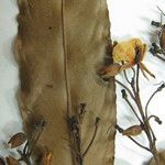 Ouratea francinae Diğer