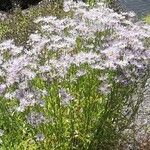 Aster tataricus Blüte