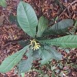 Potalia amara Hoja