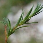 Sabulina verna Plante entière