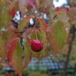 Cornus kousa葉