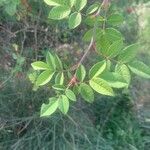 Rosa villosa Leaf