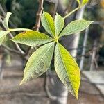 Adansonia gregorii Leaf