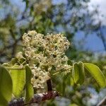 Spondias tuberosa Flor