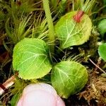 Moneses uniflora Leaf