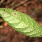Eugenia moschata Leaf