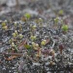 Radiola linoides Vivejo