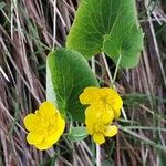 Ranunculus thora Flower