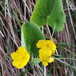 Ranunculus thora