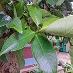 Syzygium malaccense ഇല